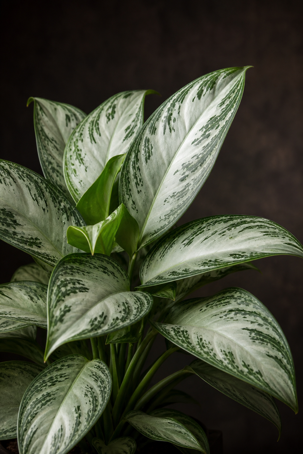 Aglaonema