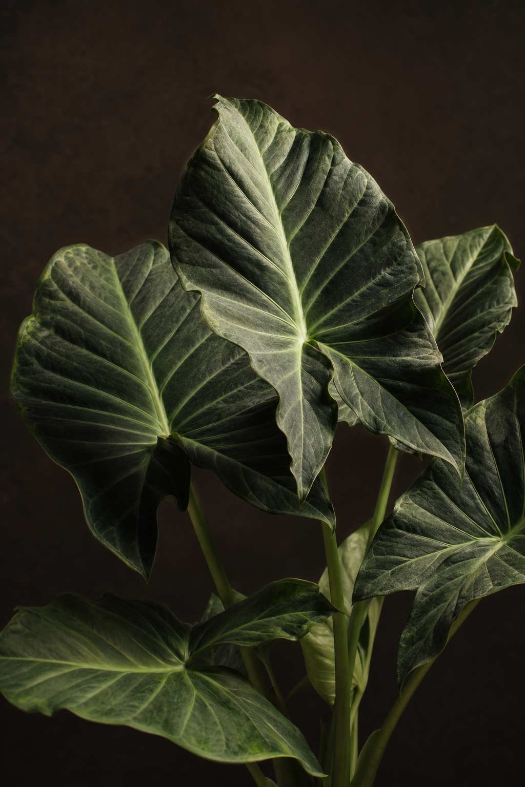 Alocasia