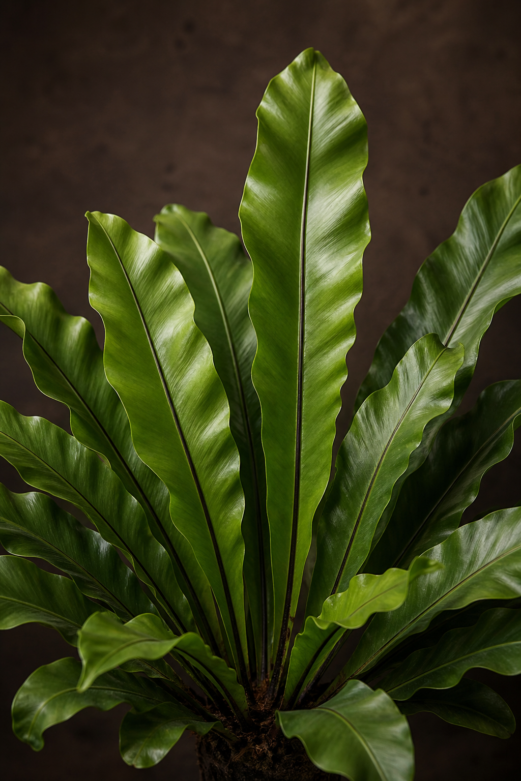 Asplenium