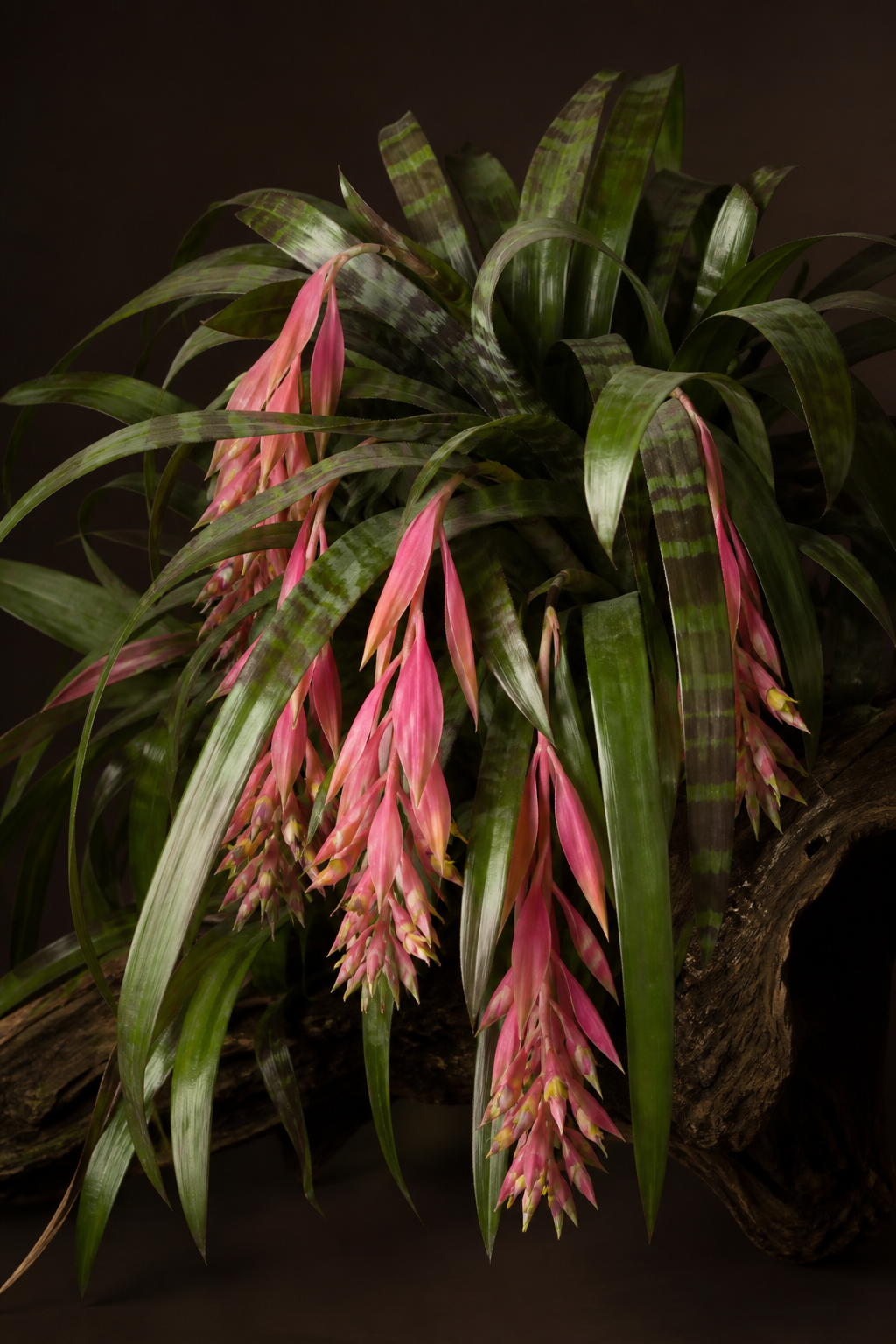 Billbergia