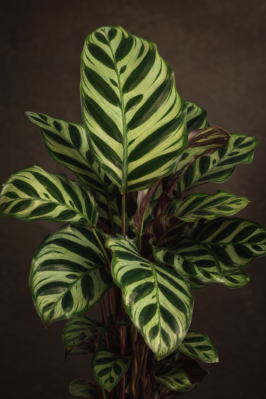 Calathea zebrina