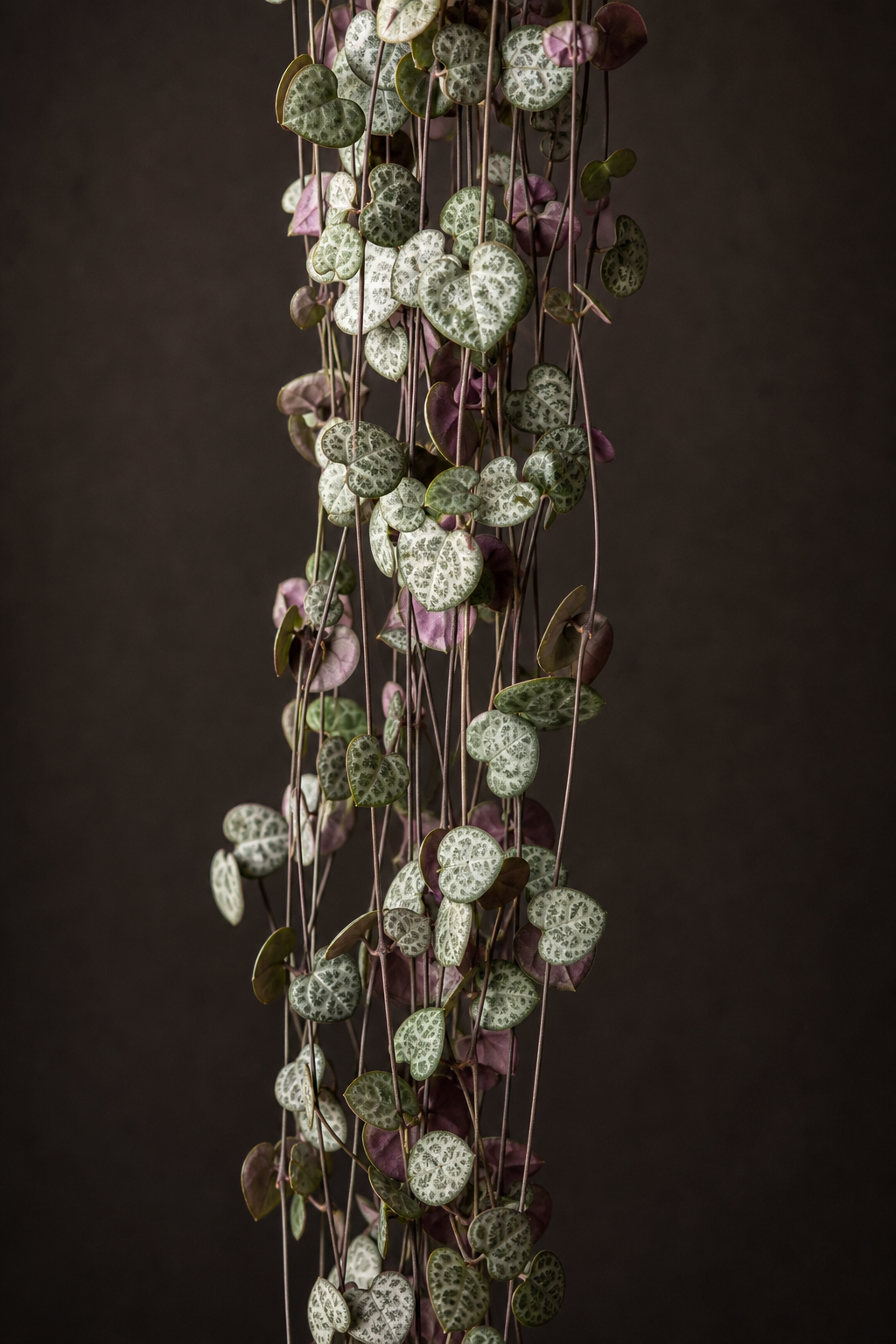 Ceropegia woodii