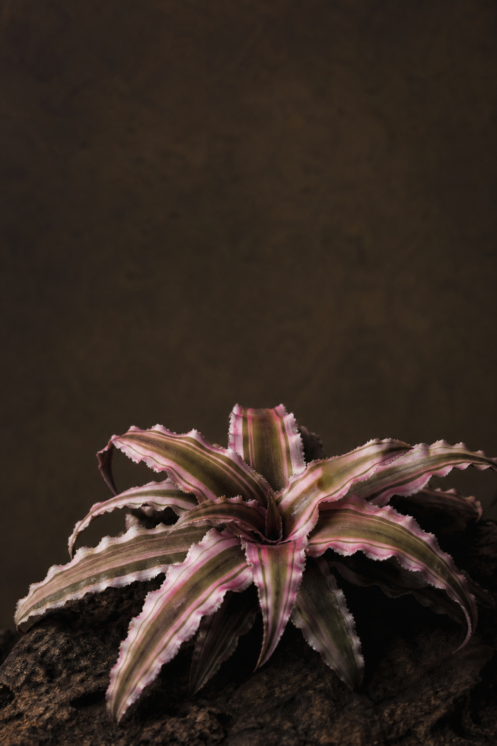 Cryptanthus