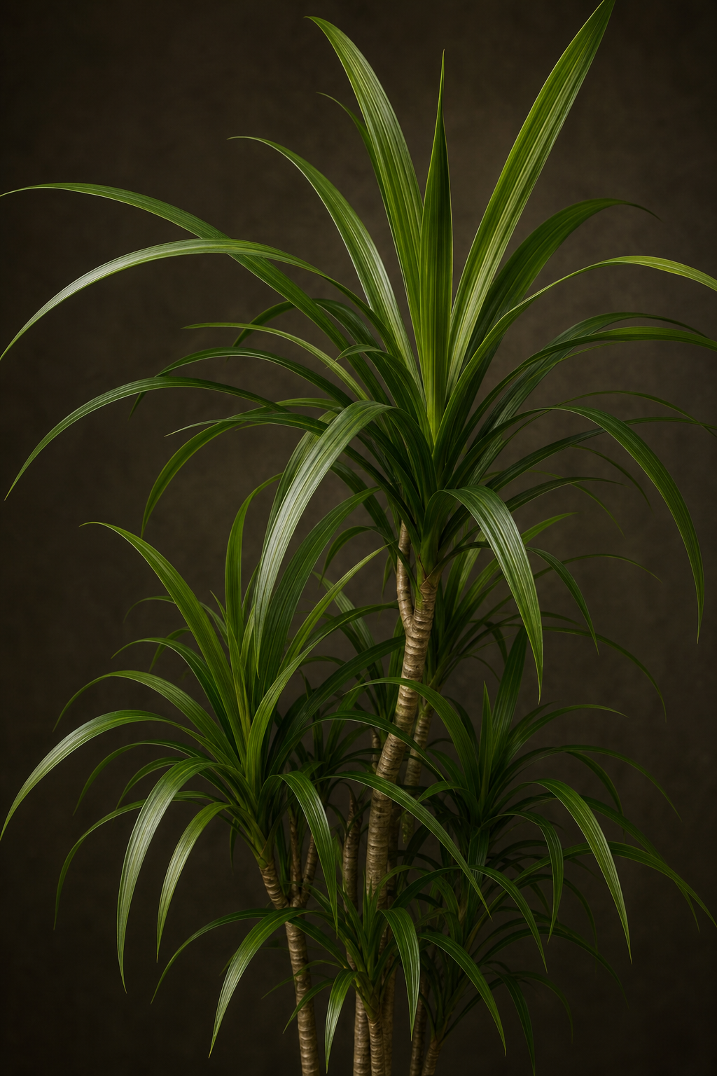 Dracaena