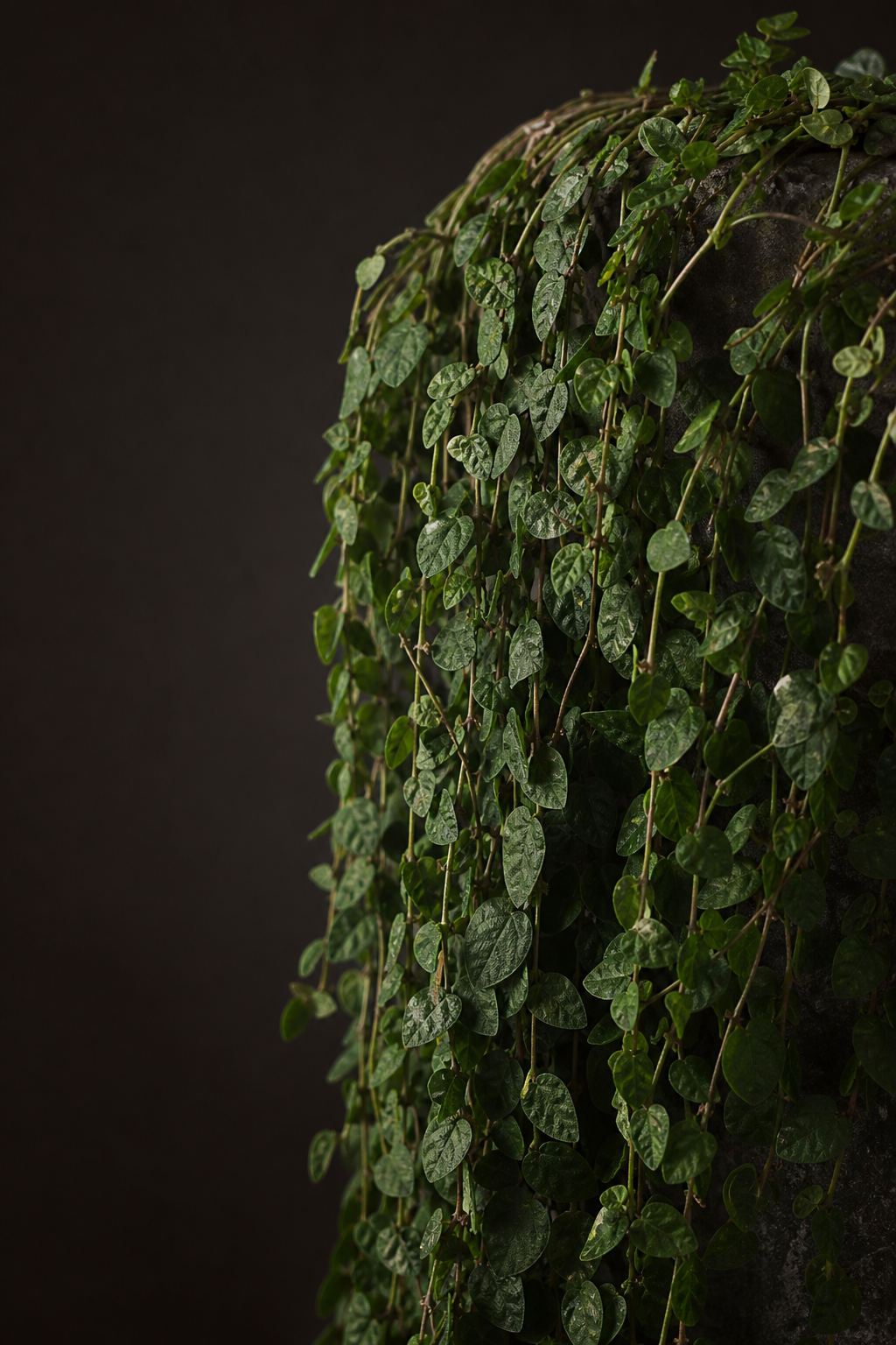 Ficus pumila