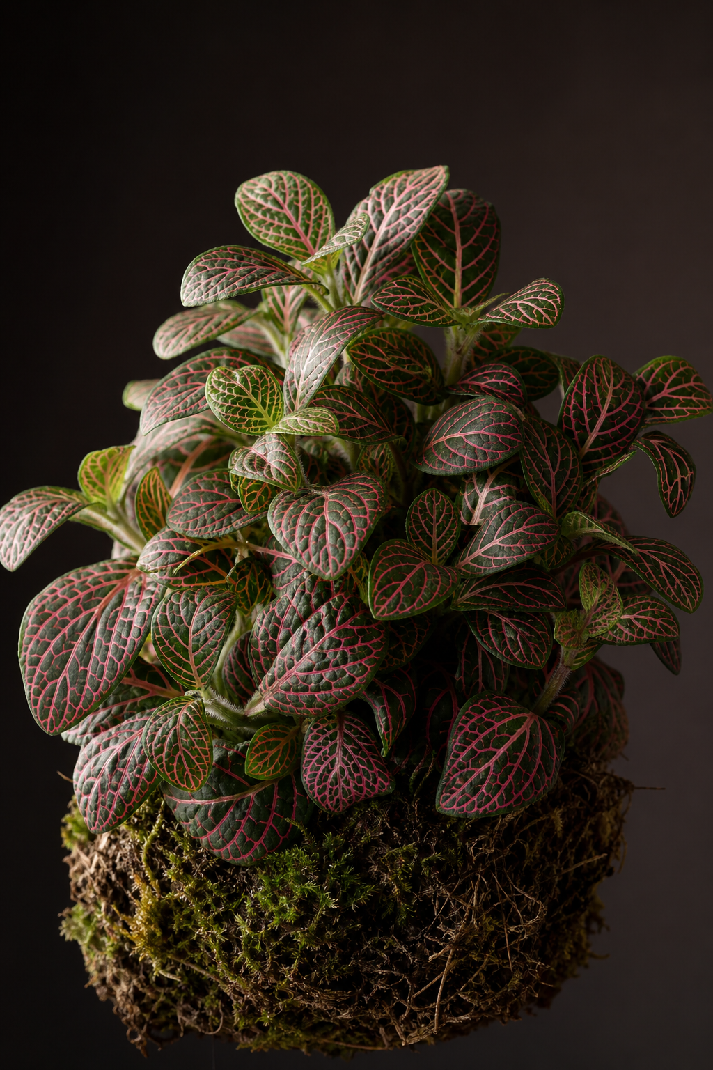 Fittonia