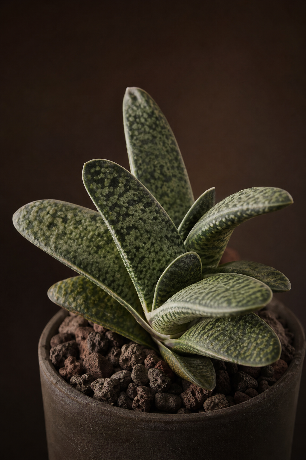 Gasteria