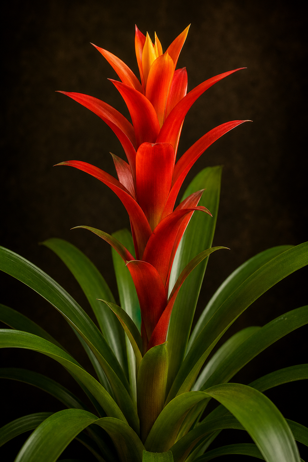 Guzmania