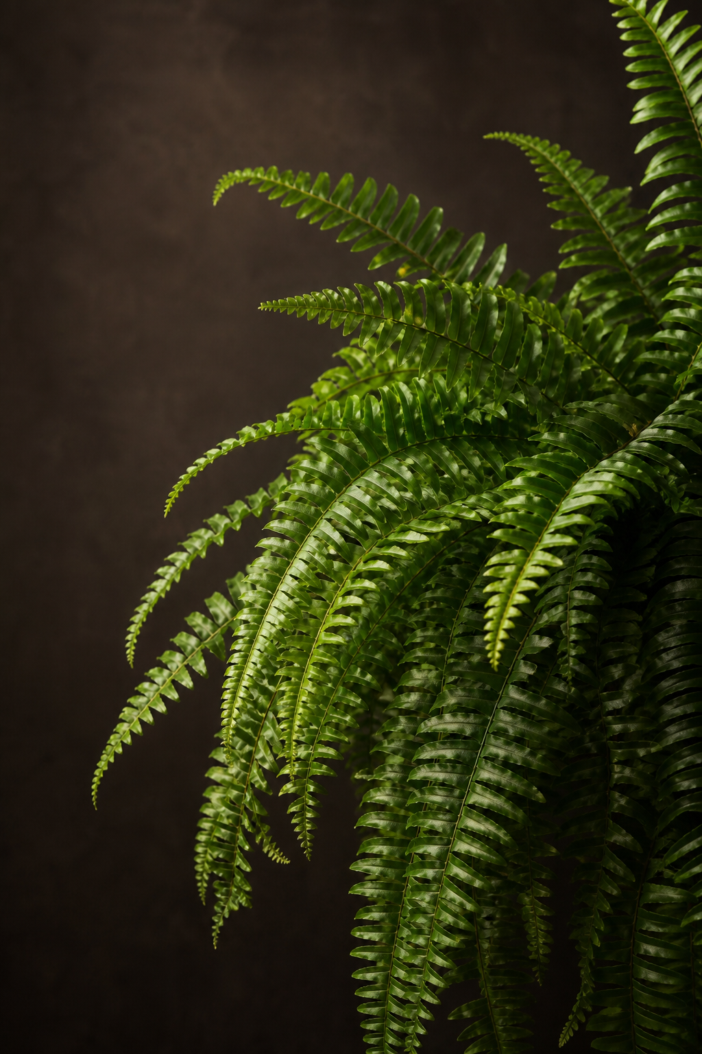 Nephrolepis exaltata