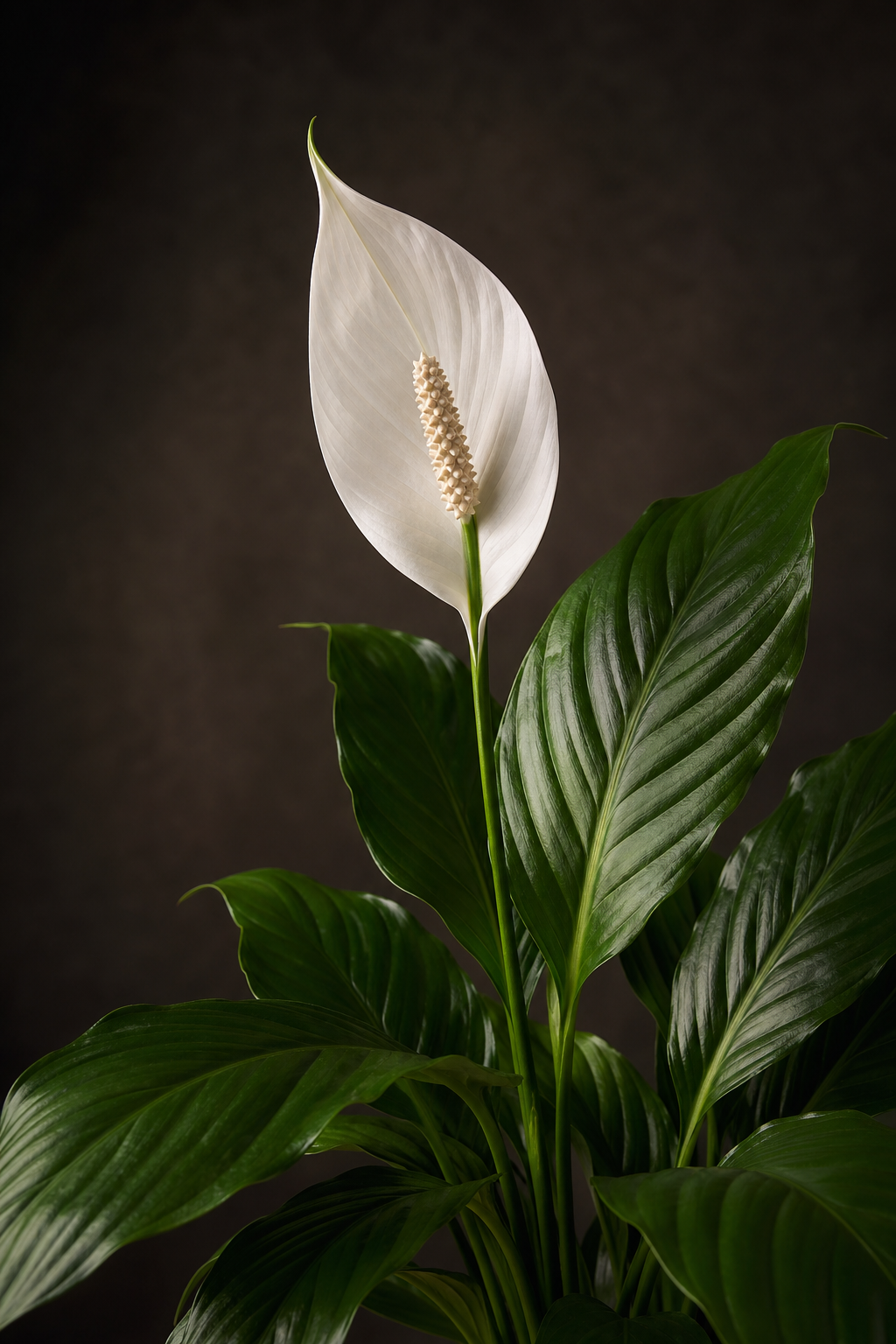 Spathiphyllum