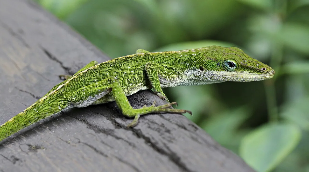 Anolis vert