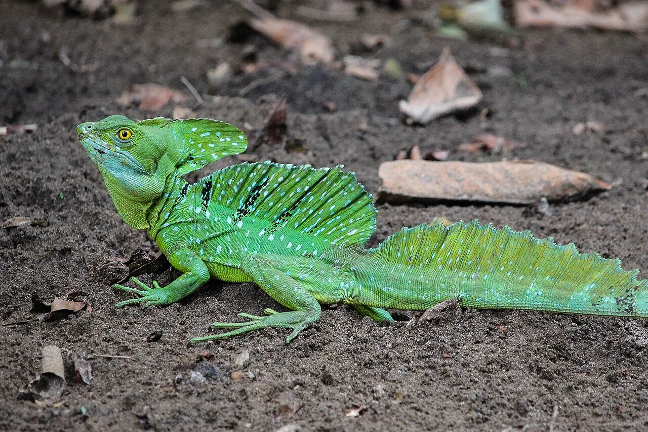 Basilic vert