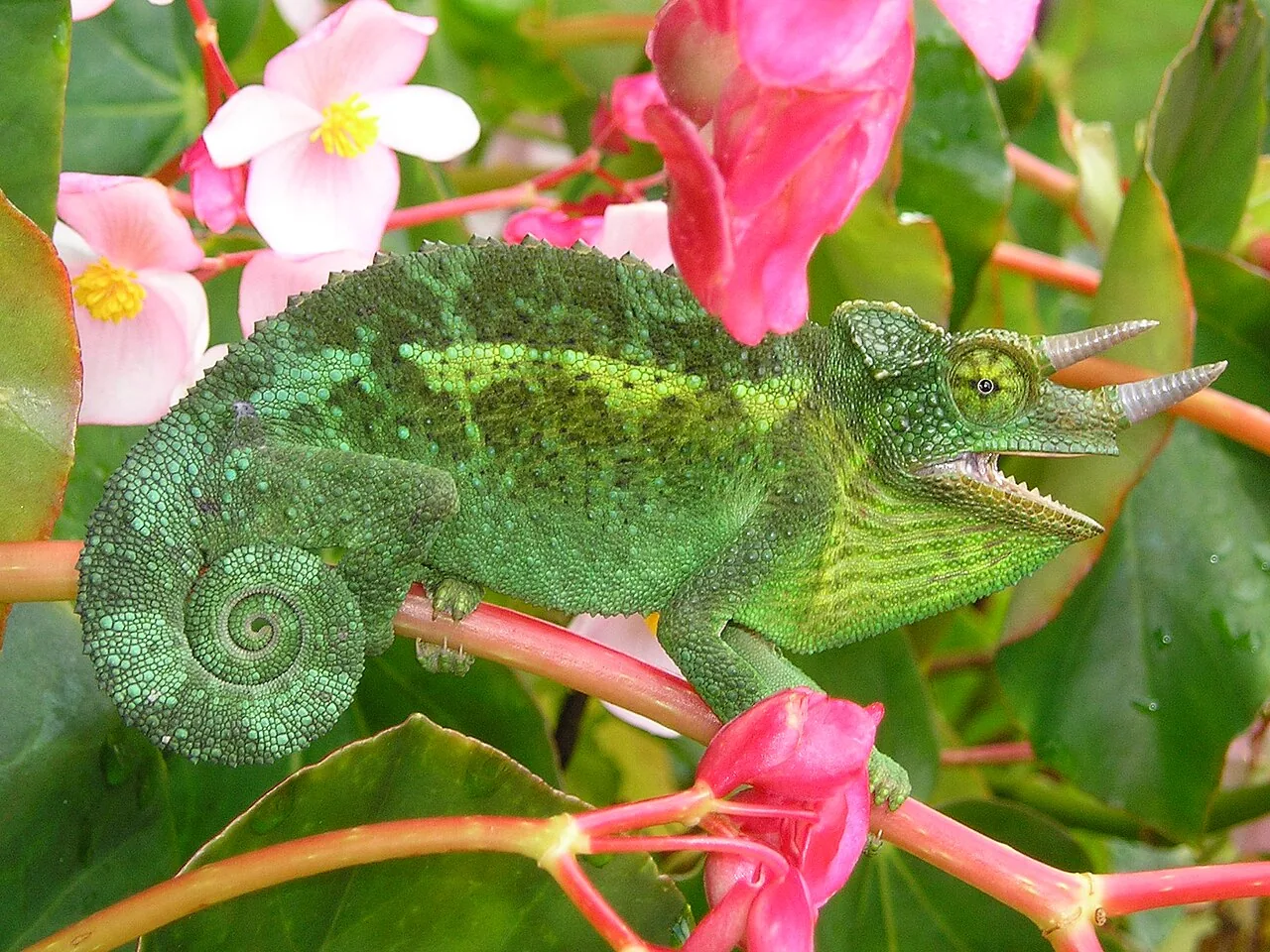Caméléon de Jackson