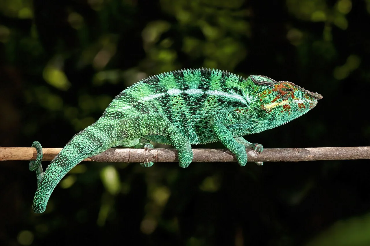 Caméléon panthère
