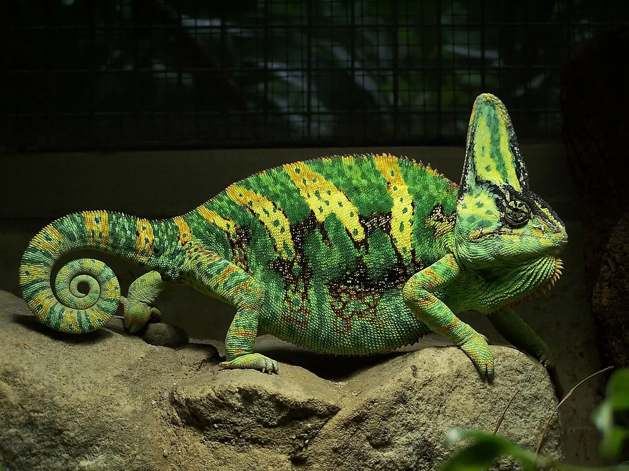Caméléon du Yémen