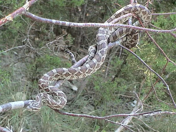 Couleuvre du Texas