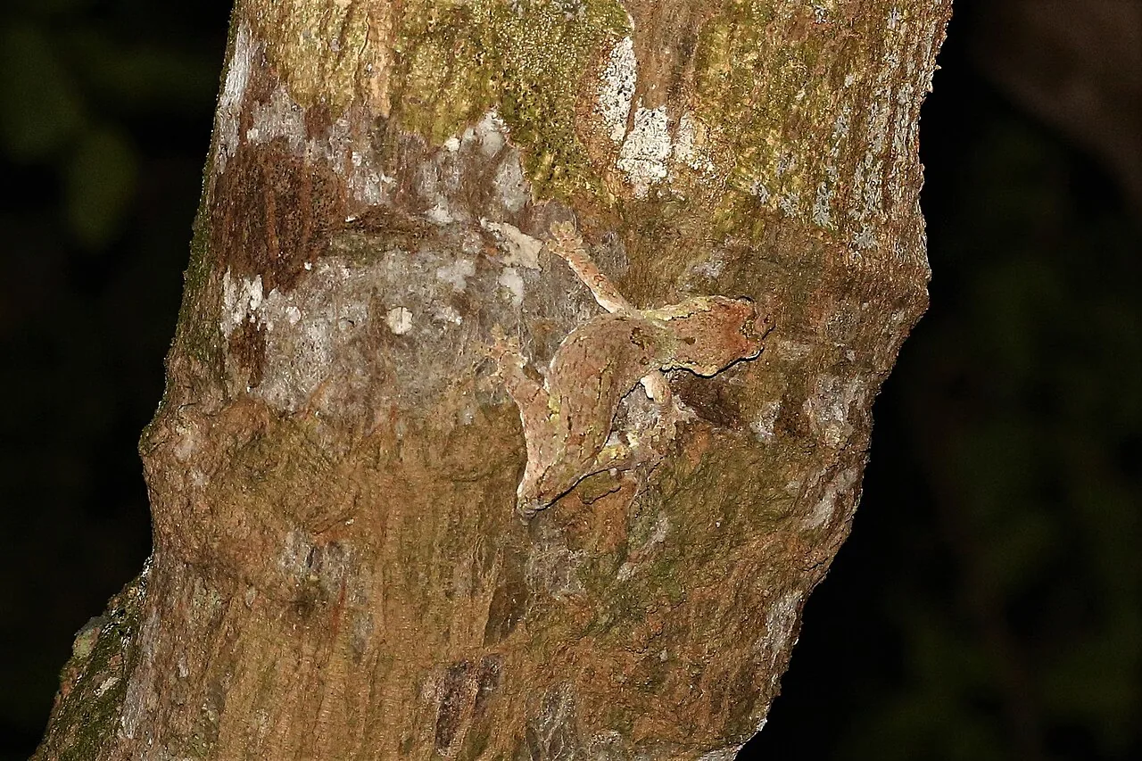 Gecko chahoua