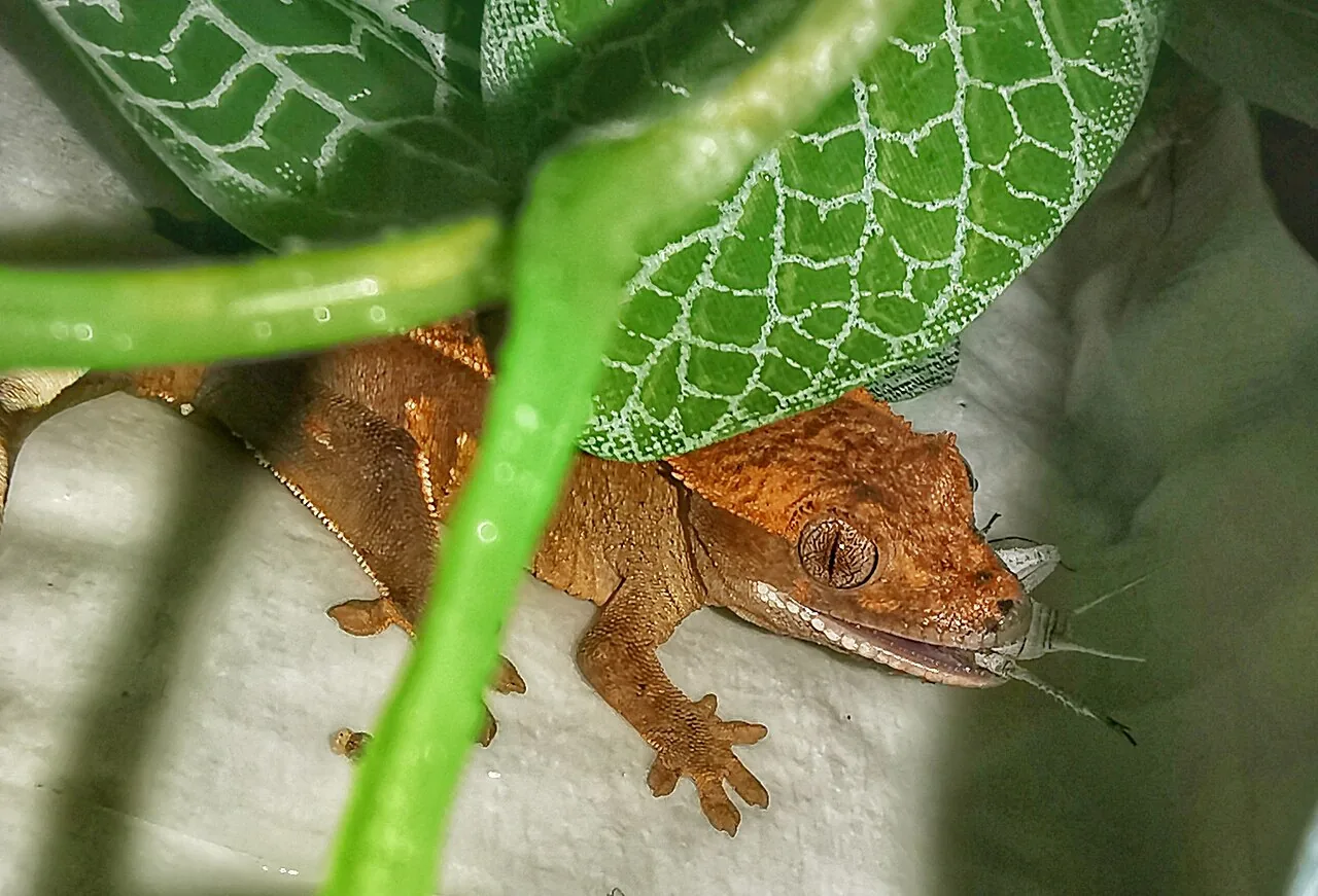 Gecko à crête