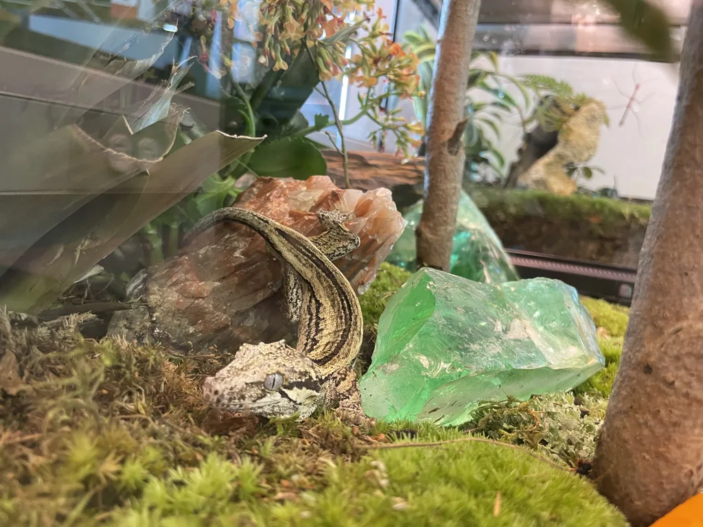 Gecko gargouille