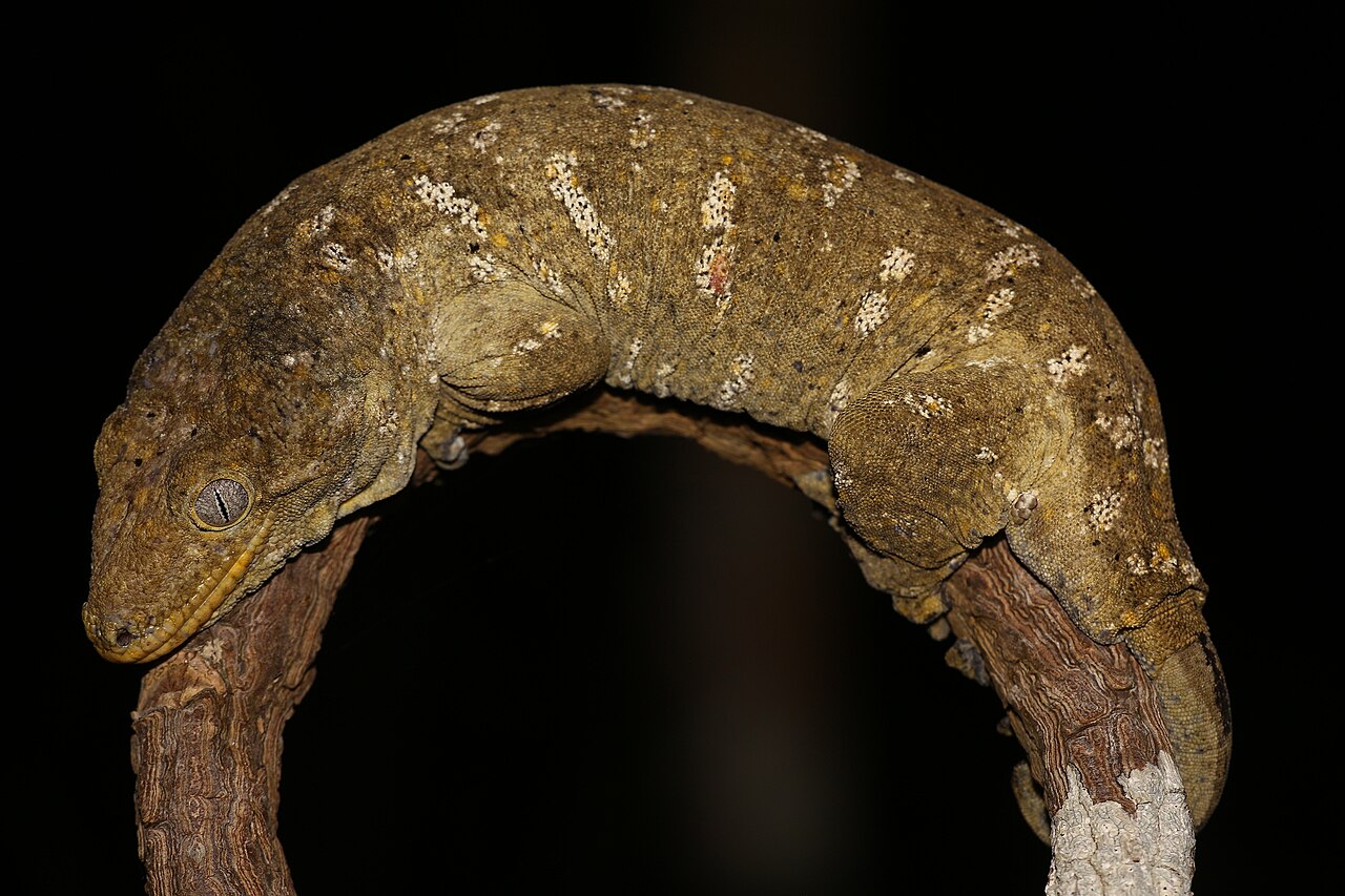 Gecko Leachianus