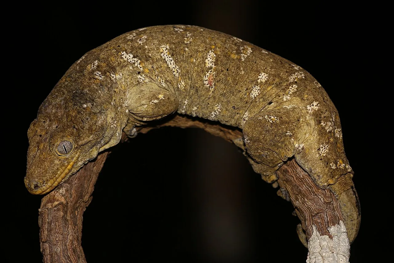 Gecko Leachianus