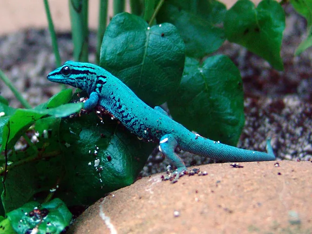 Gecko lyre