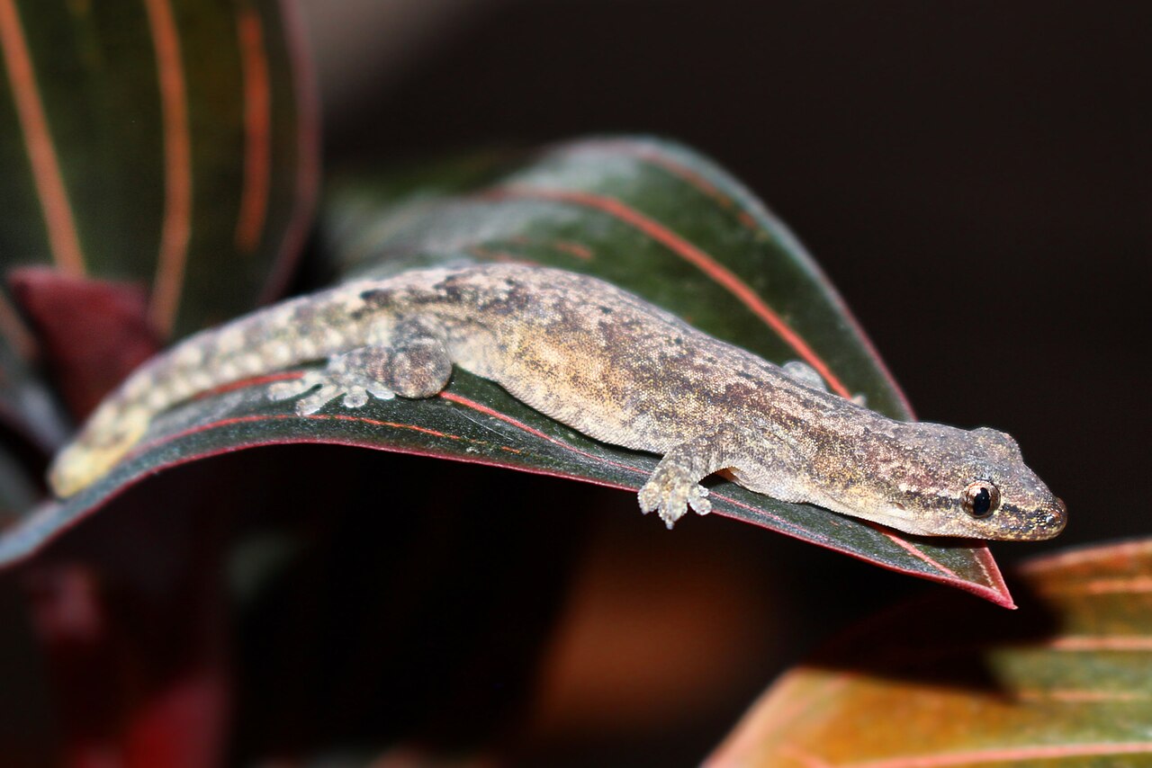 Gecko pleureur