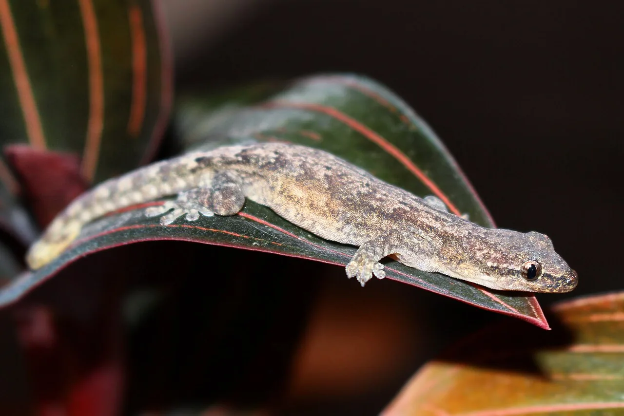 Gecko pleureur