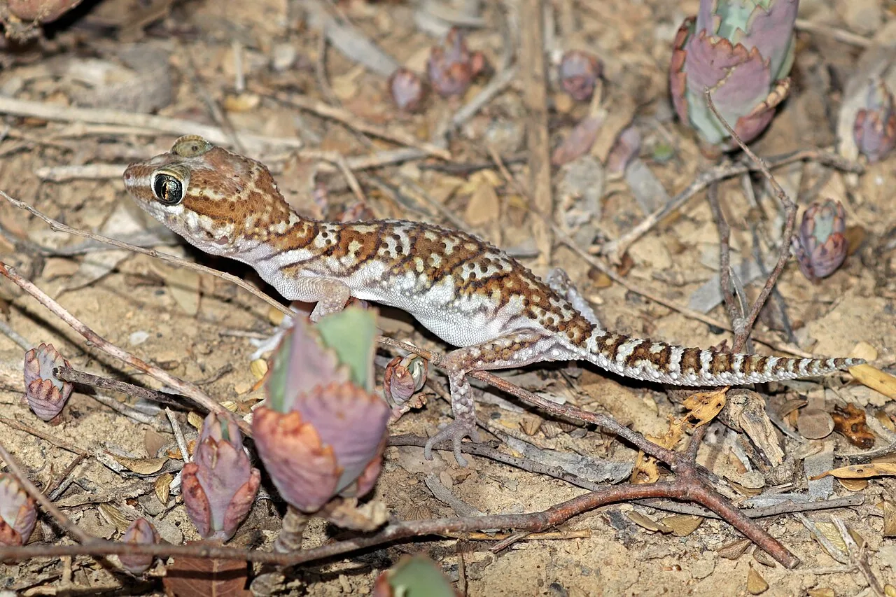 Gecko Paroedura
