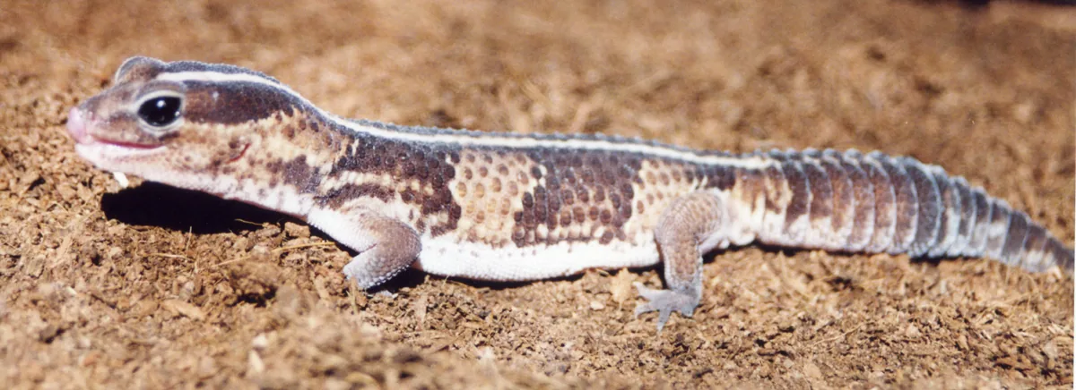 Gecko à queue grasse