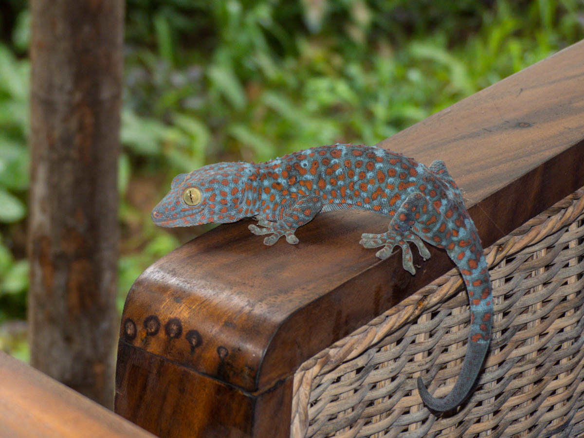 Gecko tokay