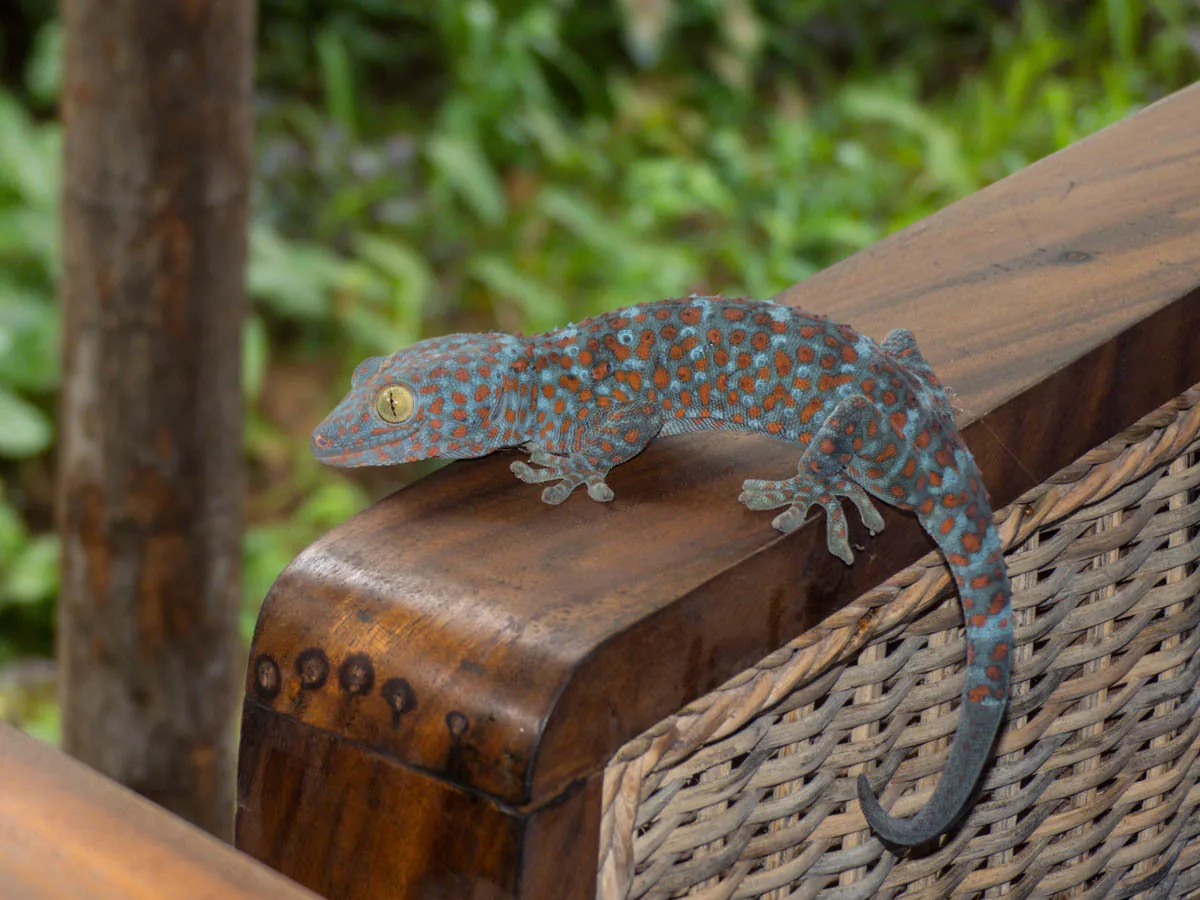Gecko tokay