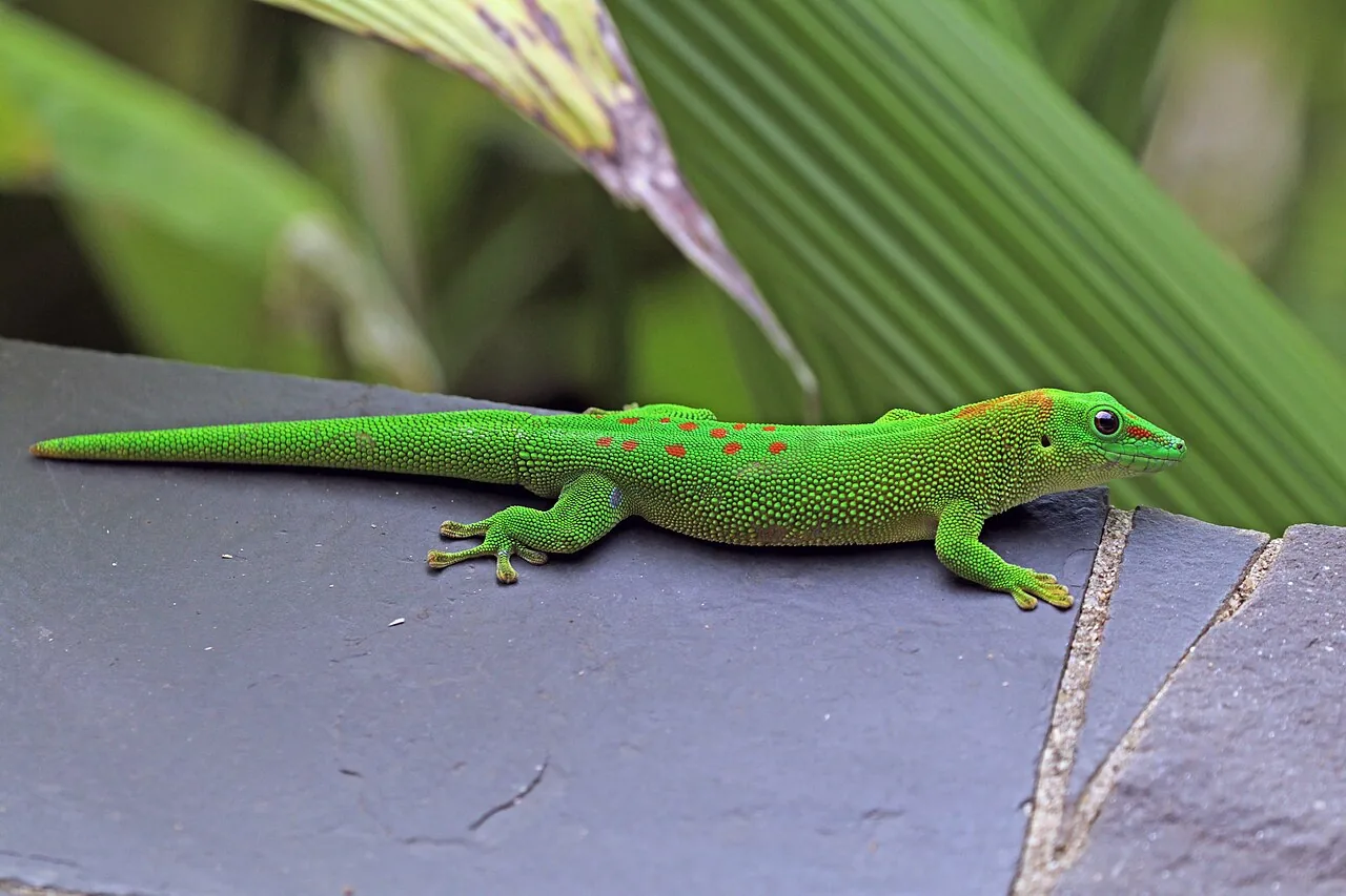 Gecko diurne géant de Madagascar
