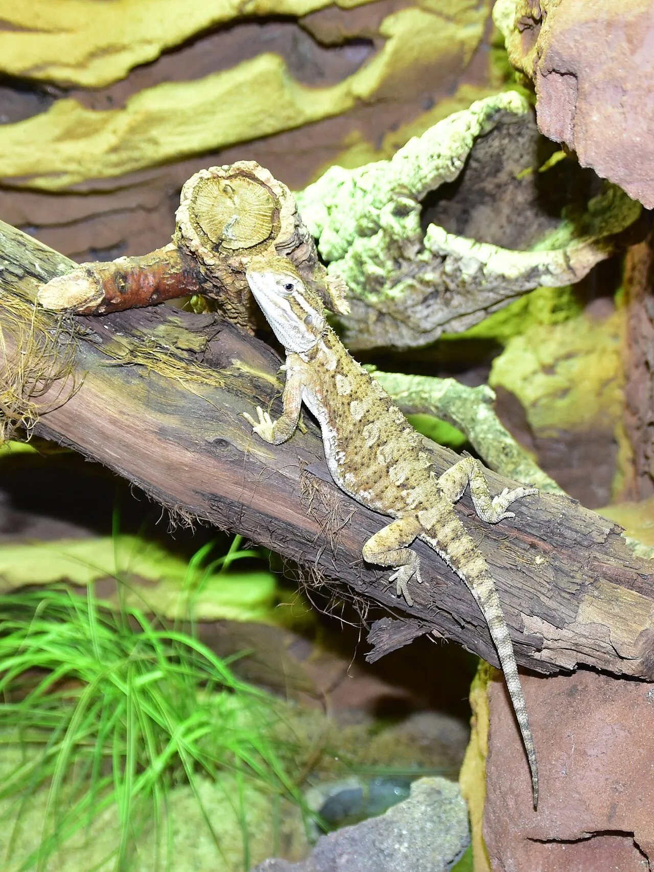 Pogona de Lawson