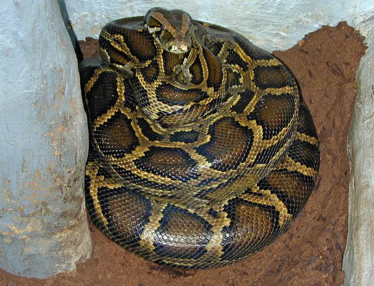 Python birman