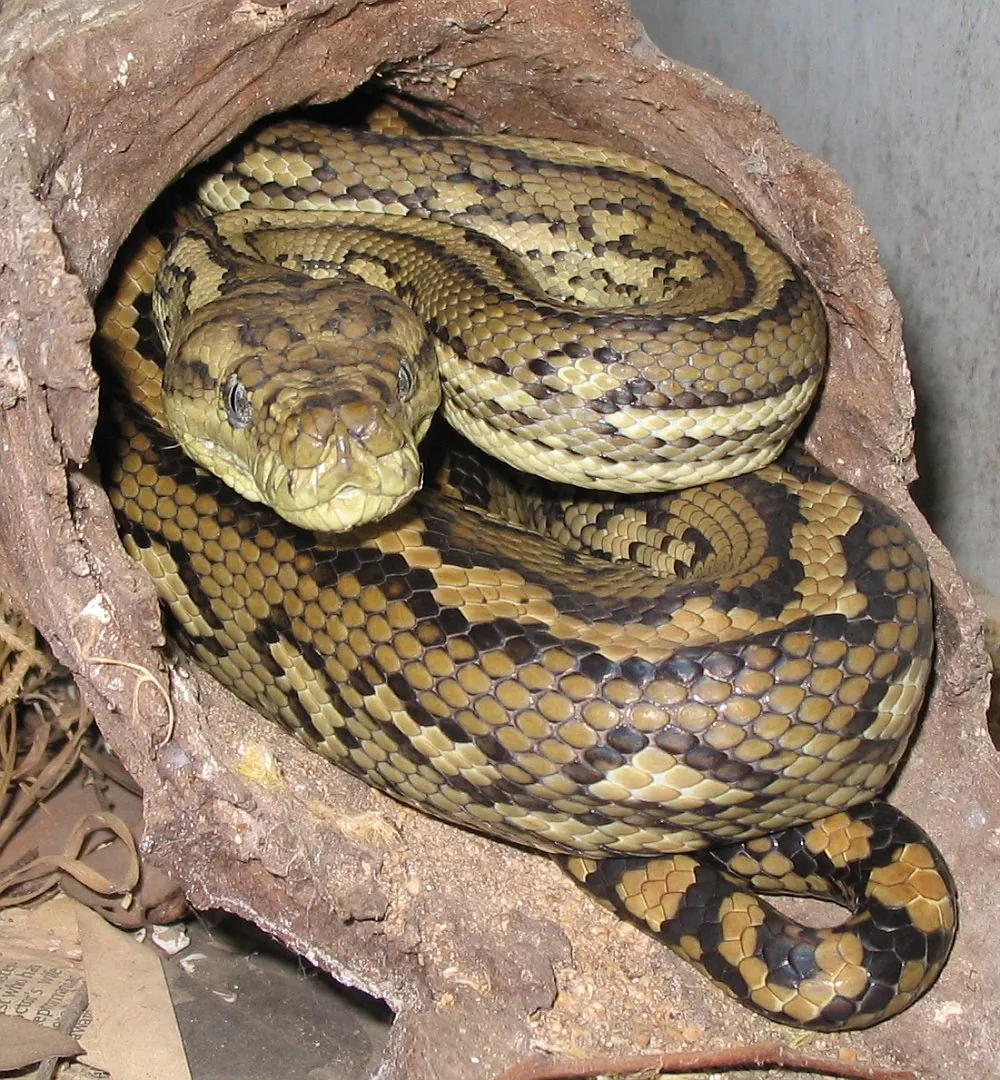 Python carpet