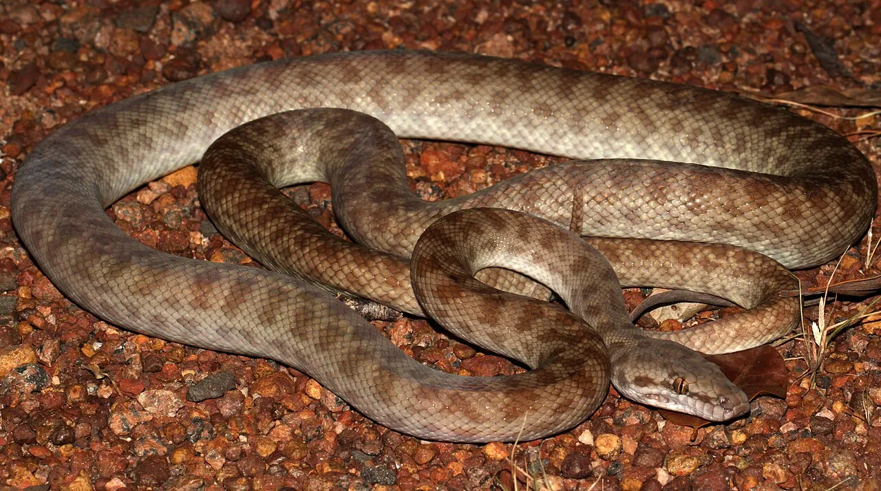 Python pygmée