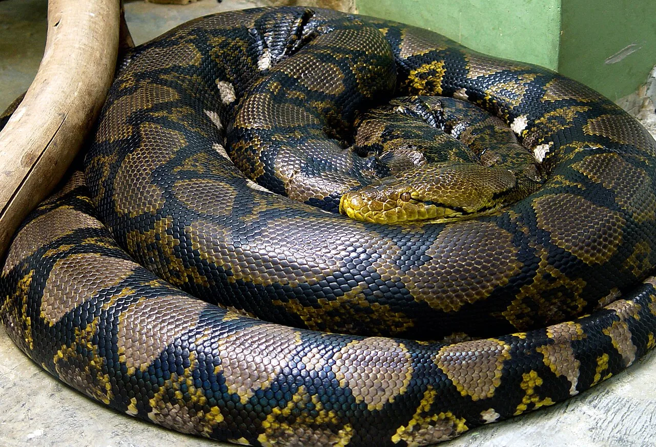 Python réticulé
