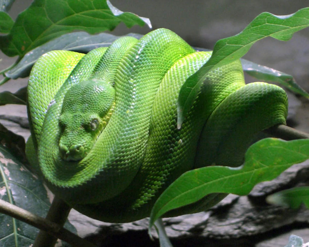 Python vert arboricole