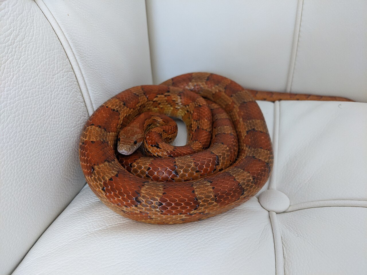 Serpent des blés