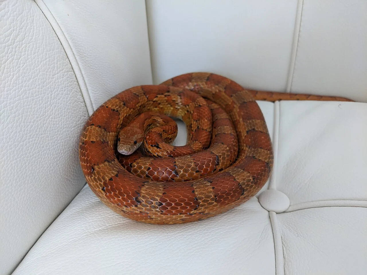 Serpent des blés