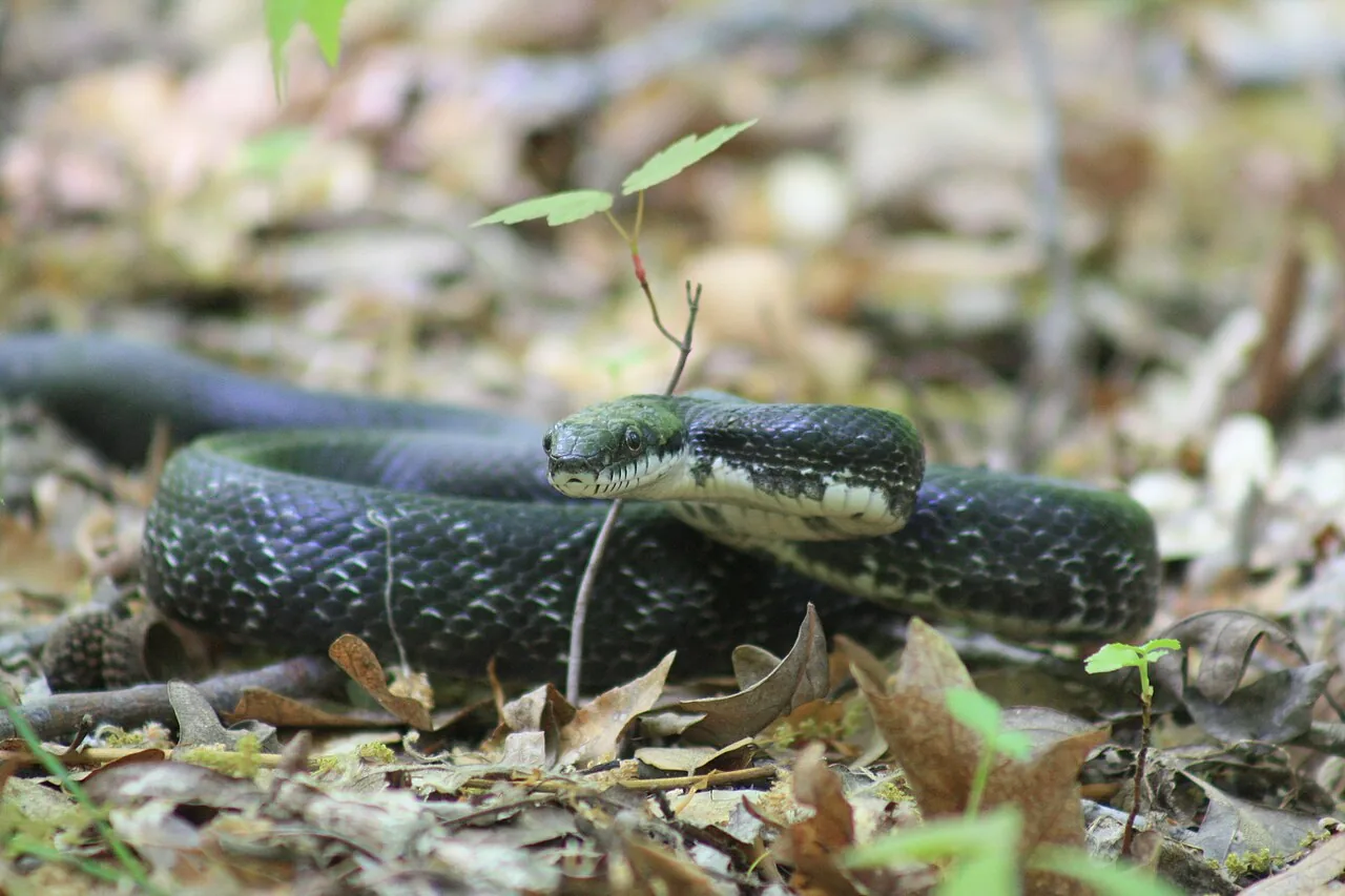 Serpent écureuil
