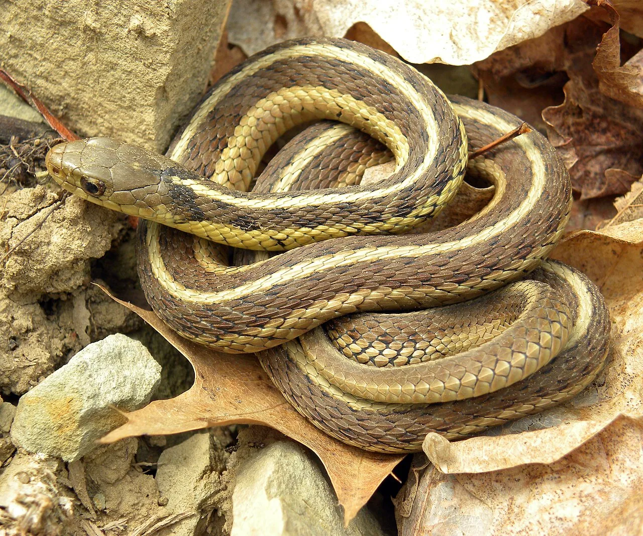 Serpent jarretière