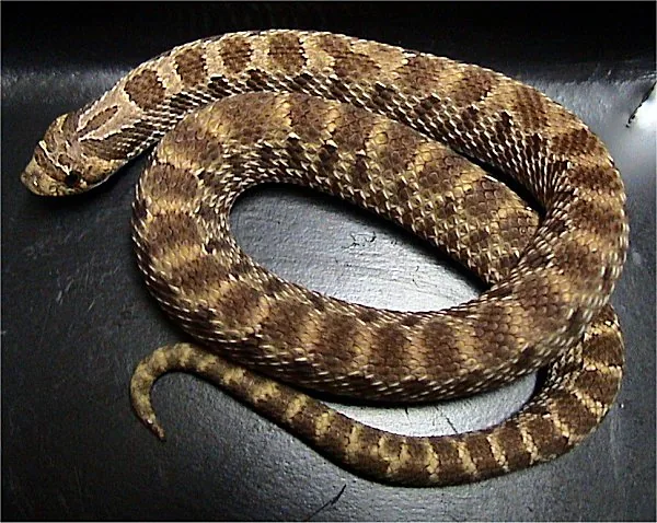 Serpent à nez plat