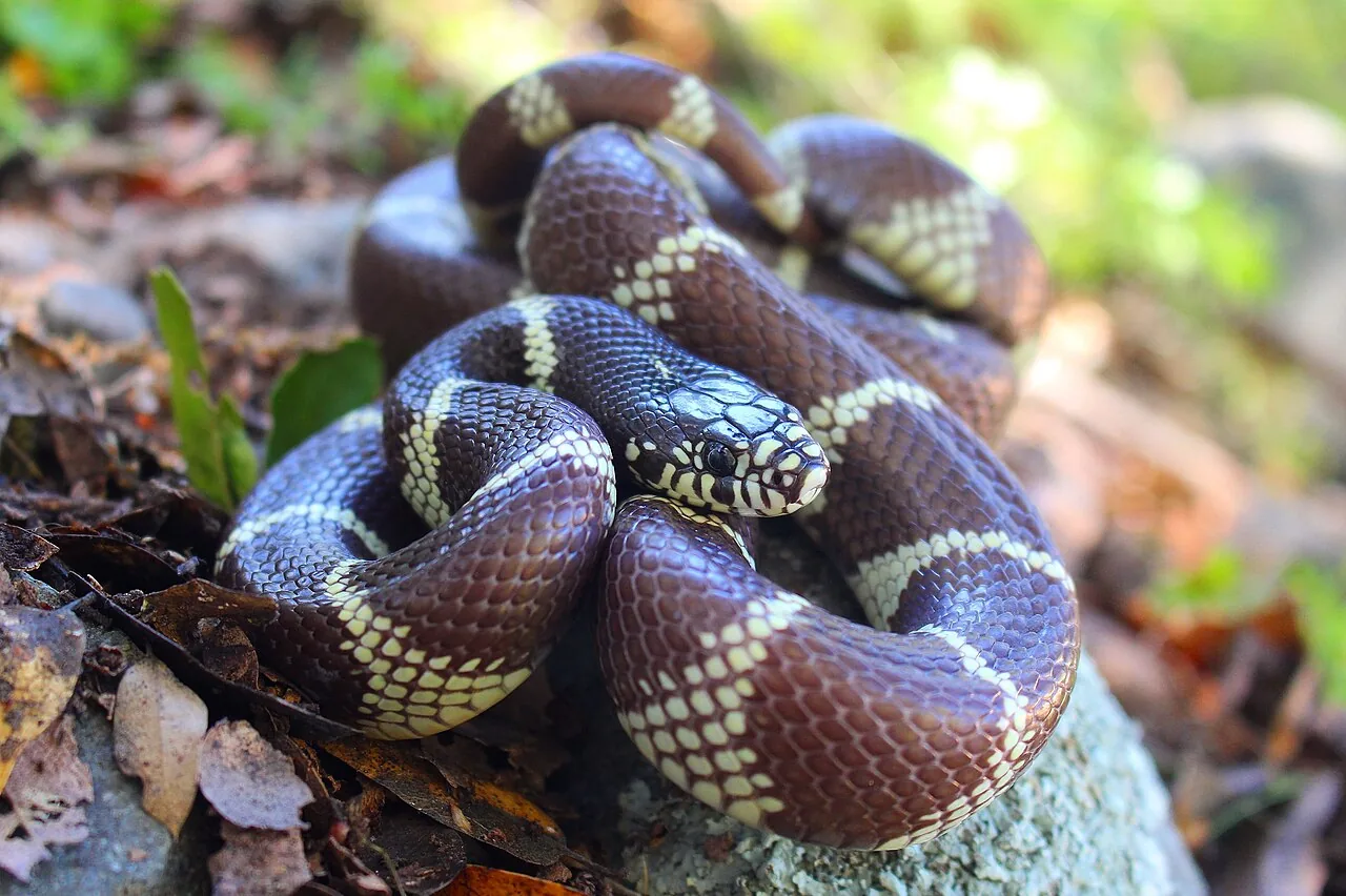 Serpent roi californien