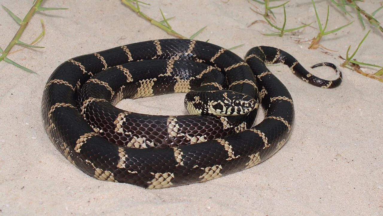 Serpent roi mexicain