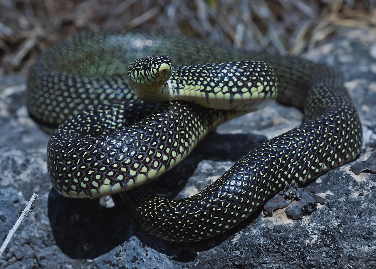 Serpent roi moucheté