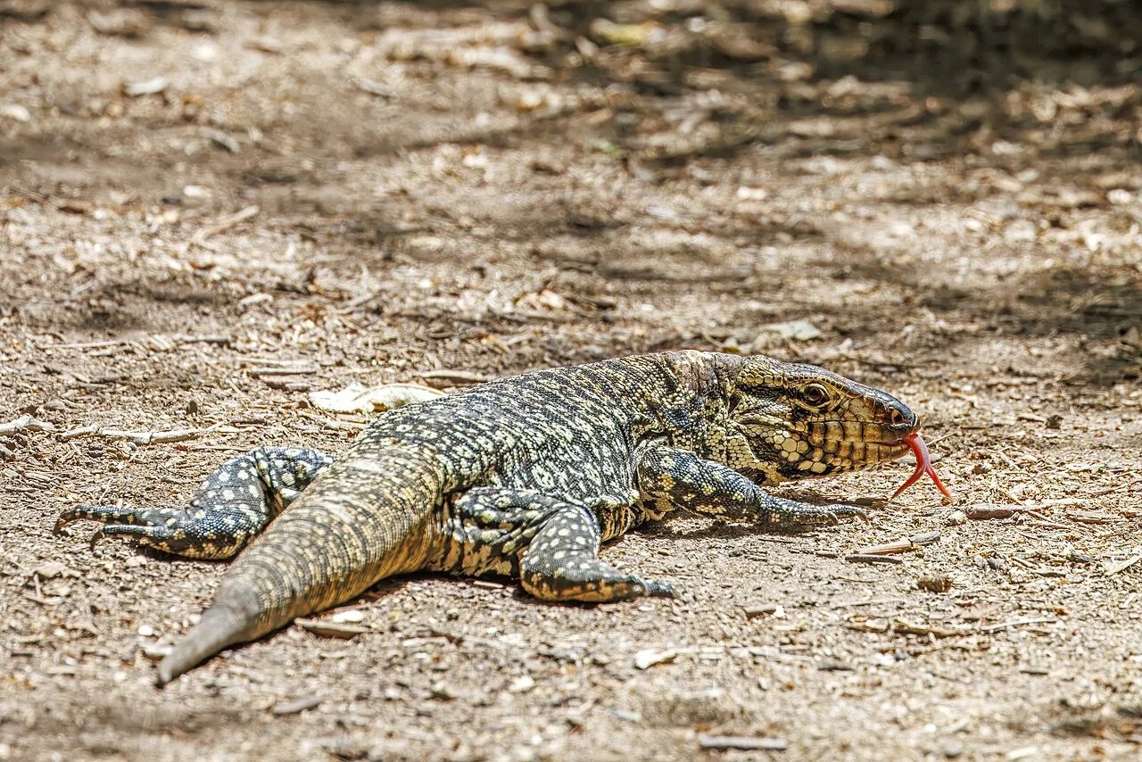 Tegu argentin