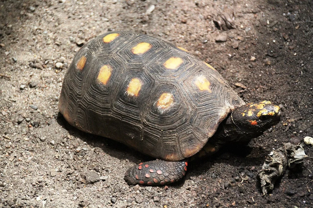 Tortue charbonnière à pattes rouges