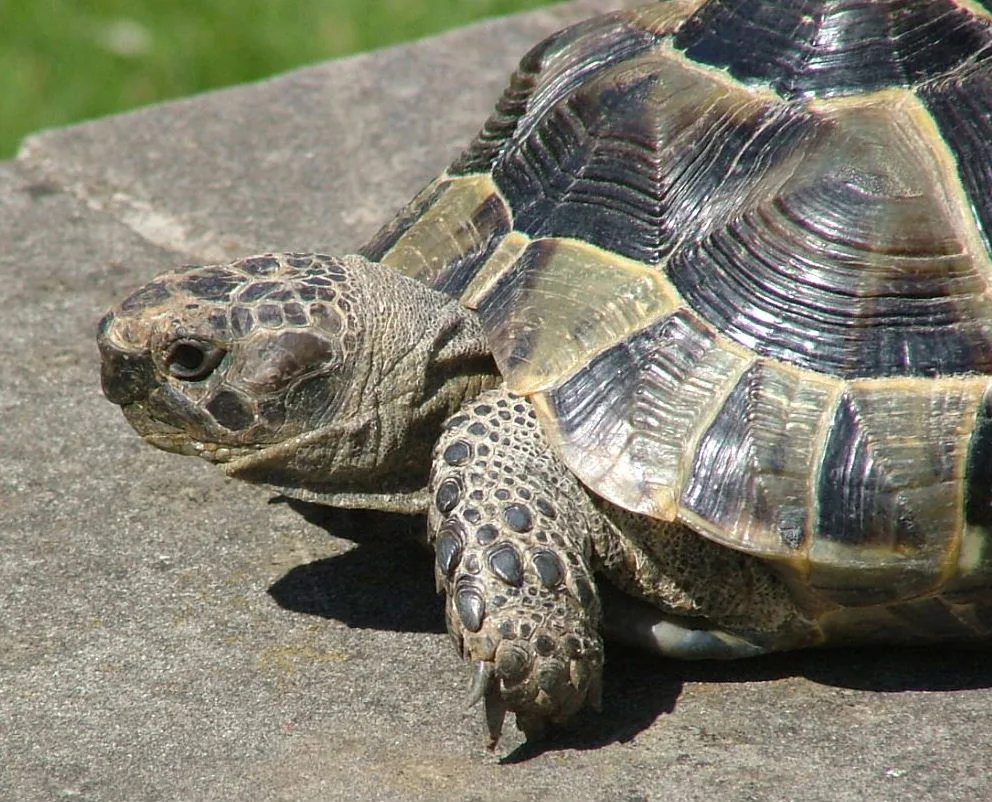 Tortue grecque